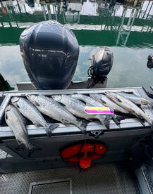 Coho and Pink bite is on Fire