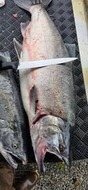 Soldotna Report Photo 1