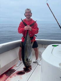 Yellowfin are starting to show up