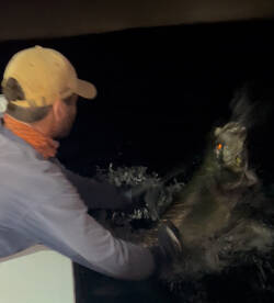 Insane bite for trophy inshore species!