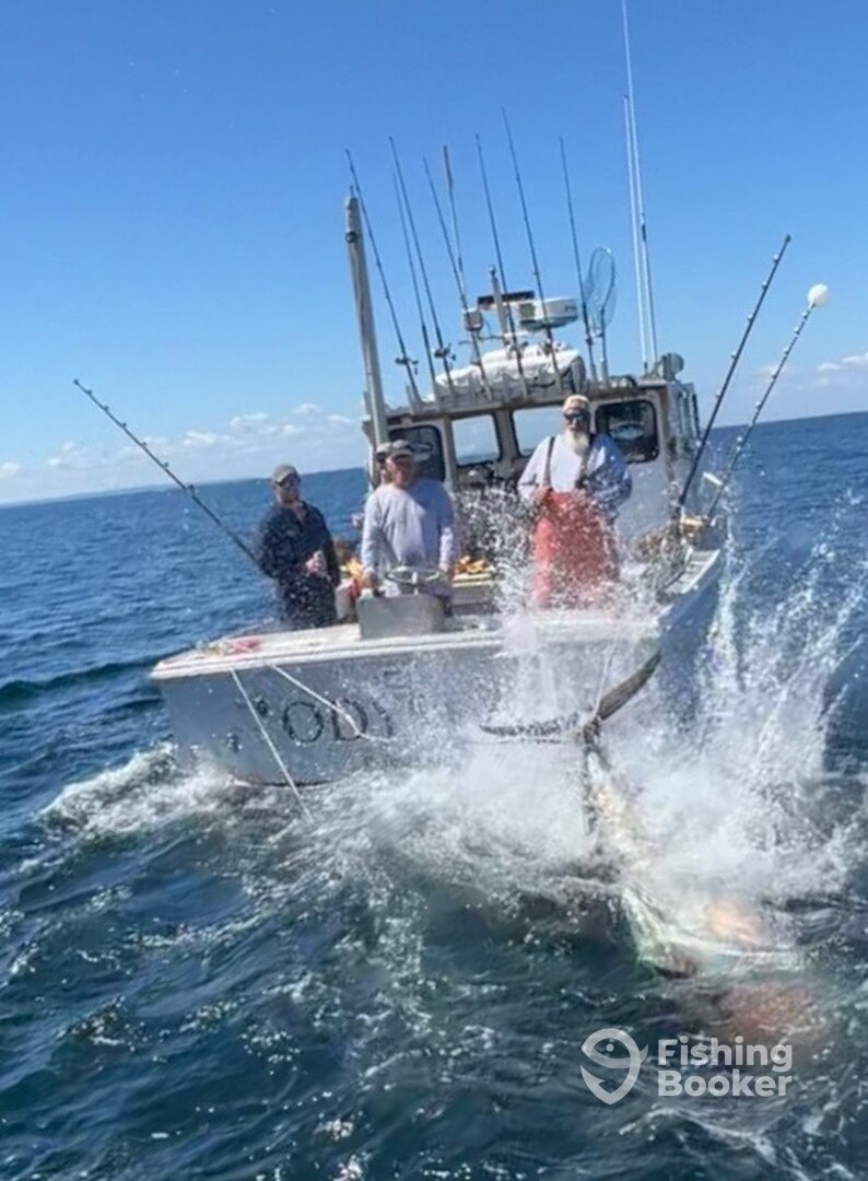 Provincetown Report Photo 0