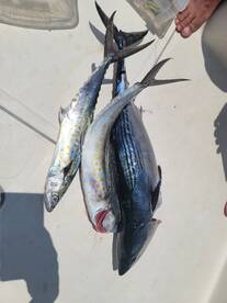 Bonito, sierra, dorado day