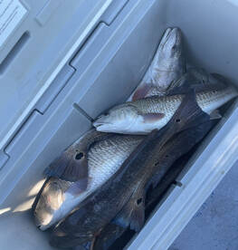 Redu fir red october???