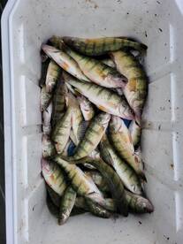 PERCH FRENZY