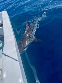 San Jose del Cabo Report Photo 1