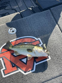 Bethel Island Report Photo 4