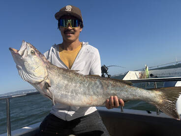 Giant White Seabass in the bay!
