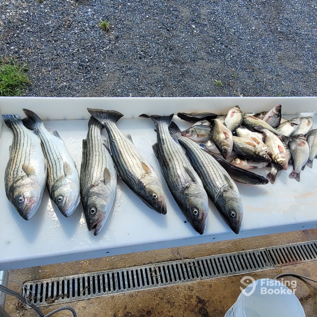 Stevensville Report Photo 0