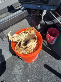 Garibaldi Report Photo 1