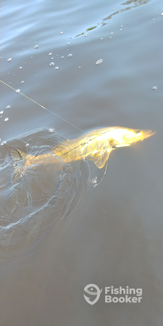 Port Orange Report Photo 0