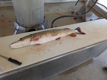 Fall fishing is just starting and only g