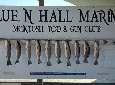 Sapelo Island Report Photo 3