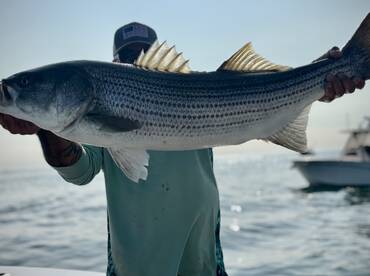 Harbor full of willing stripers, 