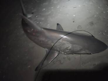 Sharks Fishing is on Fire!!!