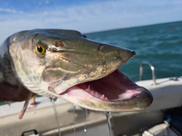 St. Clair Shores Report Photo 1