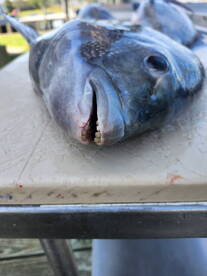 Seaford Report Photo 1