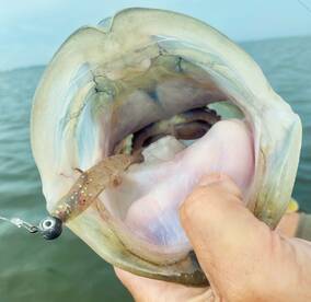 Palmetto Report Photo 2