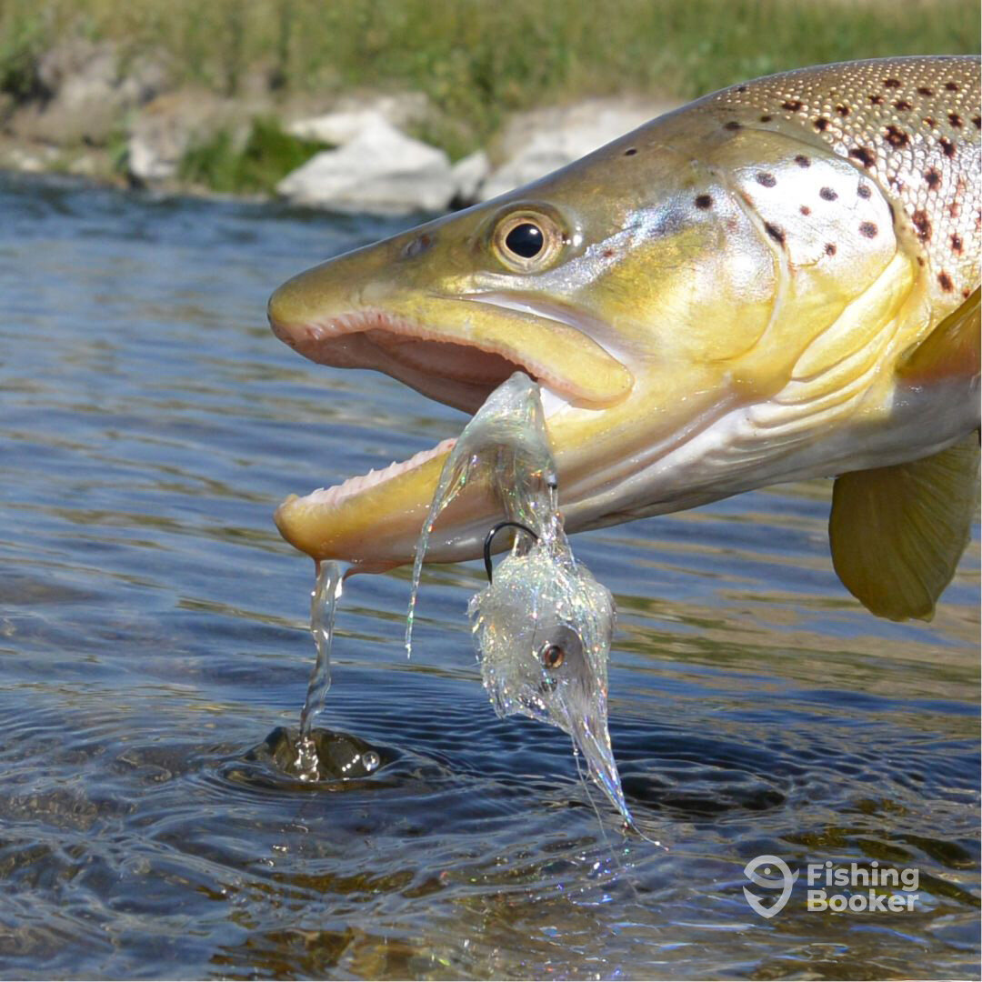 Yellowstone River Report Photo 0