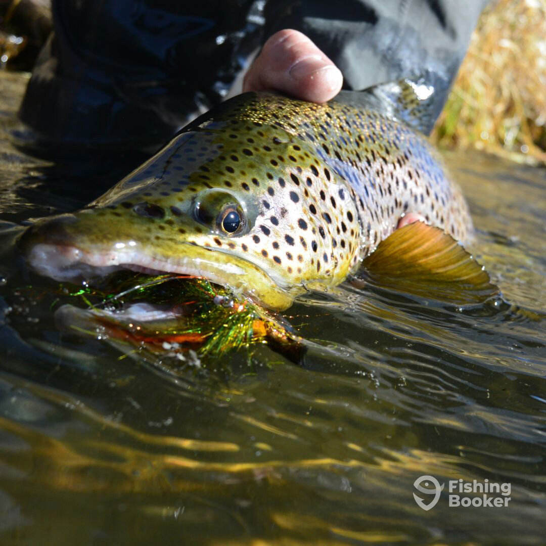 Ennis Report Photo 0