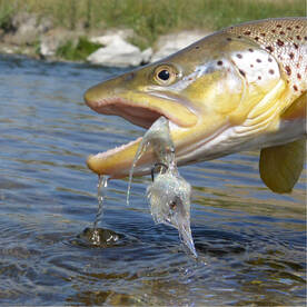 Ennis Report Photo 3