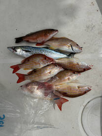 Snappers Lane and Spanish Mackerel 