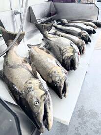 Calm, overcast and SALMON FOR ALL