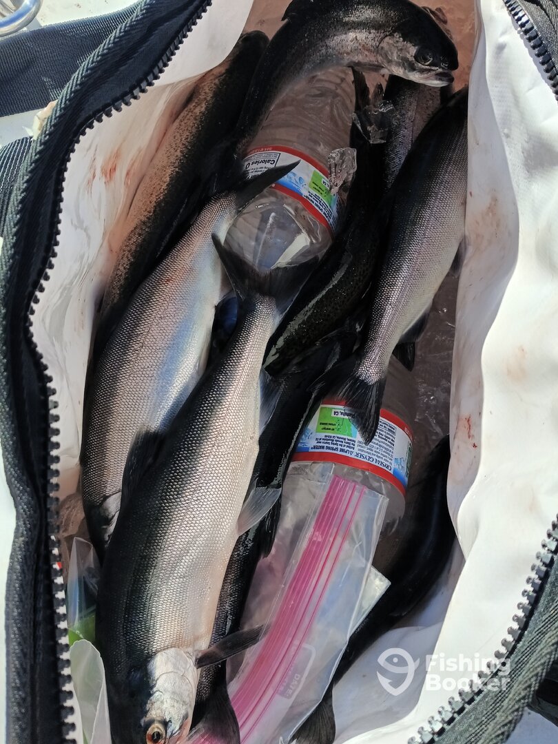 Truckee Report Photo 0