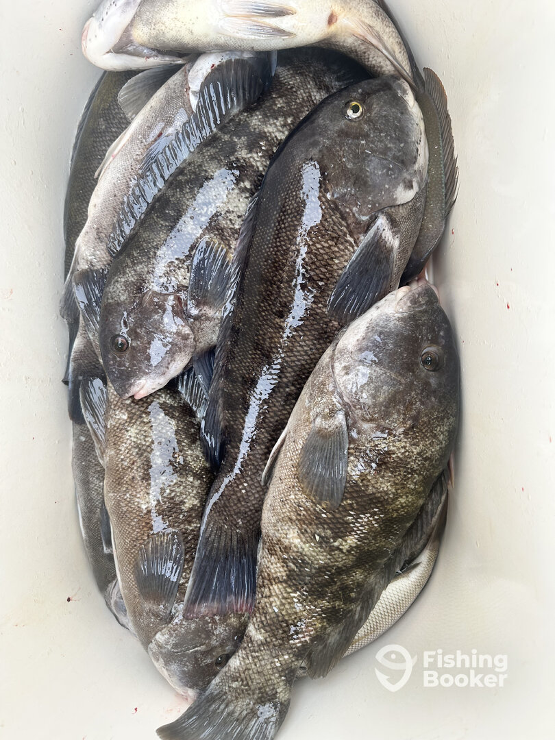 Onset Report Photo 0