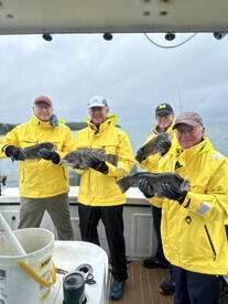 Fall Tautog is booming! 