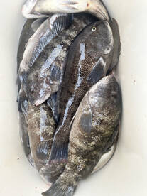 Bourne Report Photo 2