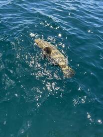 Shallow Water Giants 