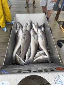 BIG Blue Line Tilefish 