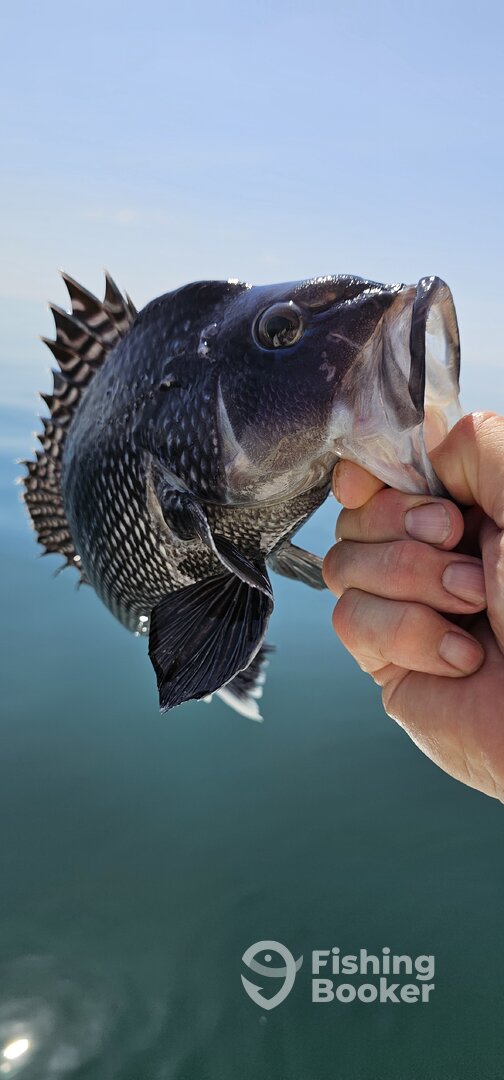 Stone Harbor Report Photo 0