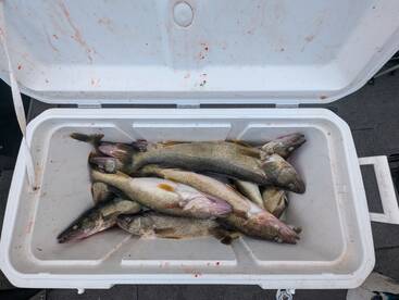 Lake Erie Walleye 