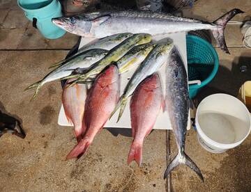 Red snapper is still open 