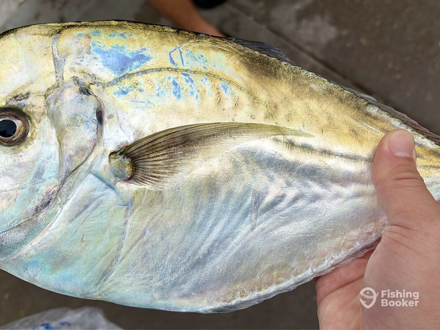 Bethany Beach Report Photo 0