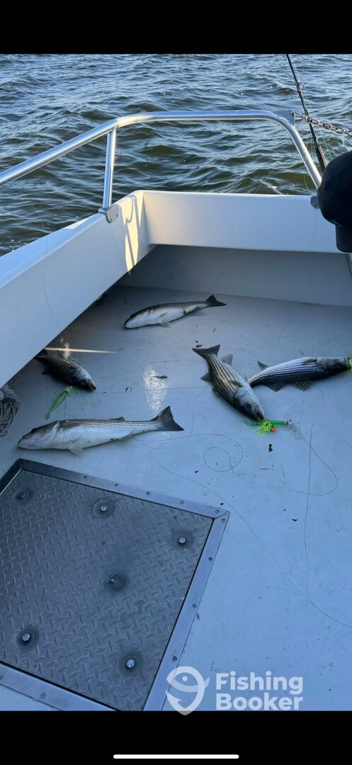 Solomons Report Photo 0