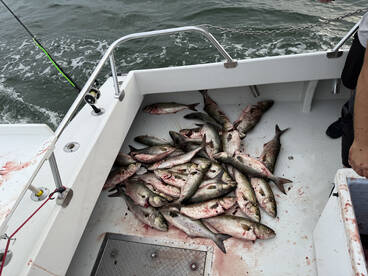 Solomons Report Photo 2