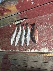 Throwing soft plasrics in the lights 