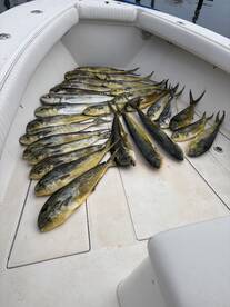 Excellent Mahi fishing in the canyons 