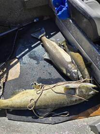 Altmar Report Photo 4