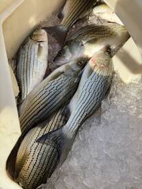 Westminster Report Photo 2