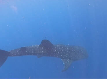 Whale Shark While Fishing