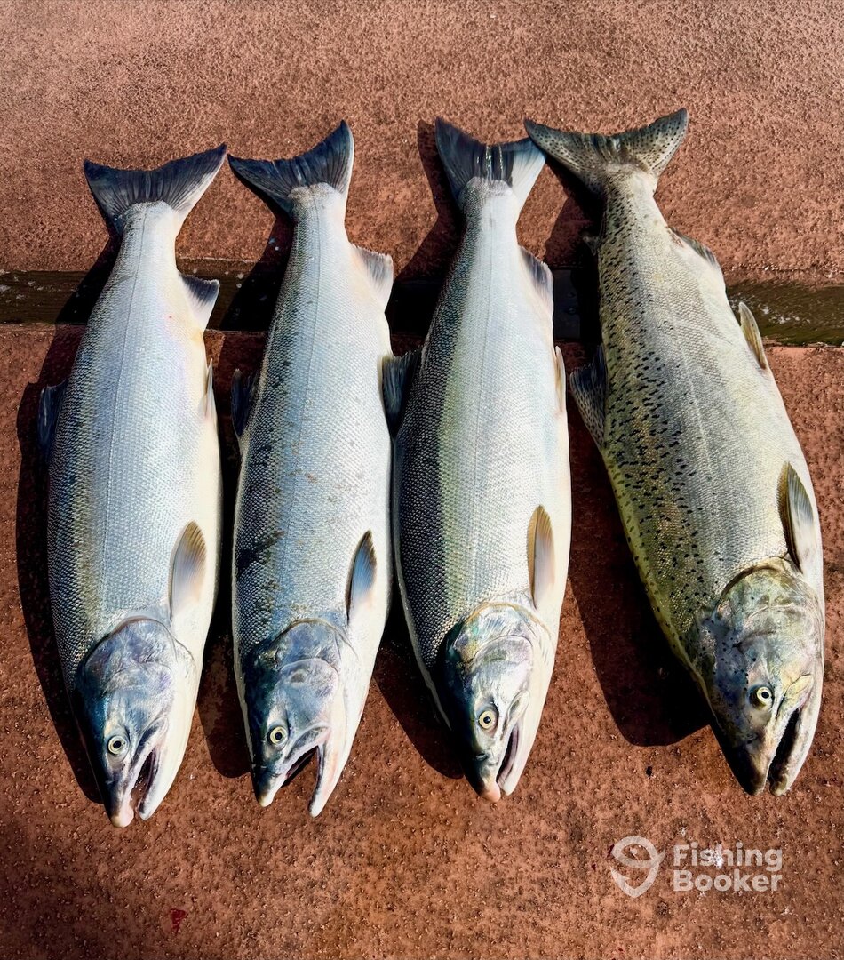 3 nice coho and a chinook.