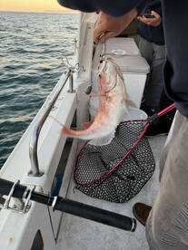 Melbourne Report Photo 2