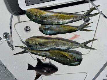 Book Now | Florida Keys Fishing