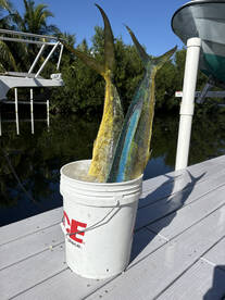 Big Pine Key Report Photo 2