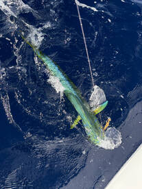 No Name Key Bridge Report Photo 3