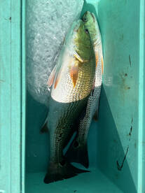 San Antonio Report Photo 2