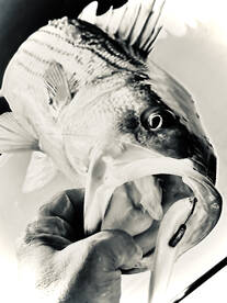 Narragansett Report Photo 1